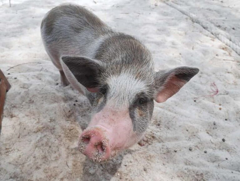 Pig Island(Koh Mudsum) and Koh Tan Half Day Snorkeling Tour - The Guide and Overall Experience
