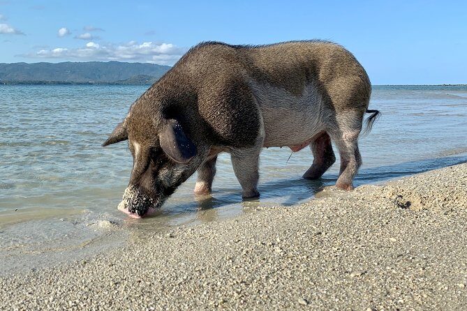 Pigs Island exclusive Semi VIP - Who Should Consider This Tour?