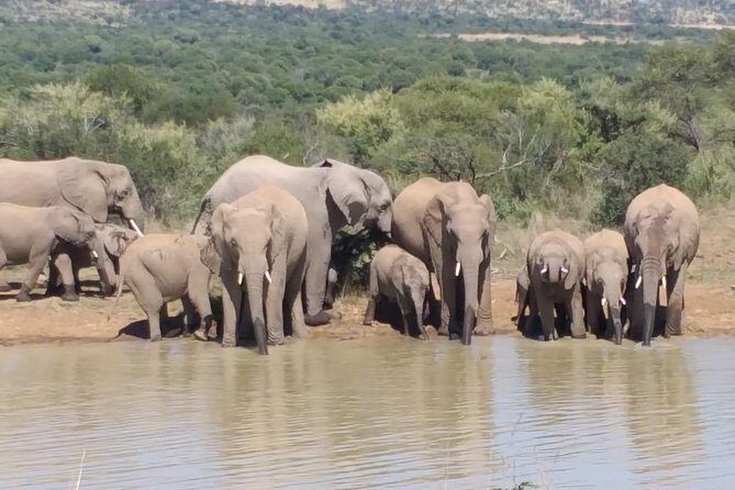 Pilanesberg and Sun City Tour - Final Thoughts