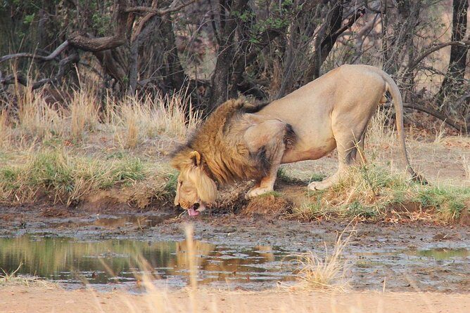 Pilanesberg BIG 5 Safari Experience - Authentic Experiences and Insights from Reviews