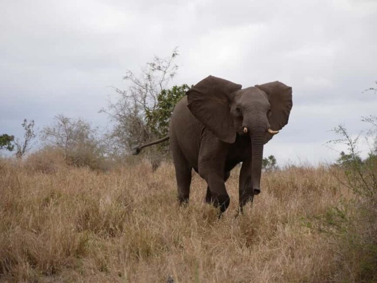 Pilanesberg full day game drive departing from Johannesburg - What Makes Pilanesberg Special