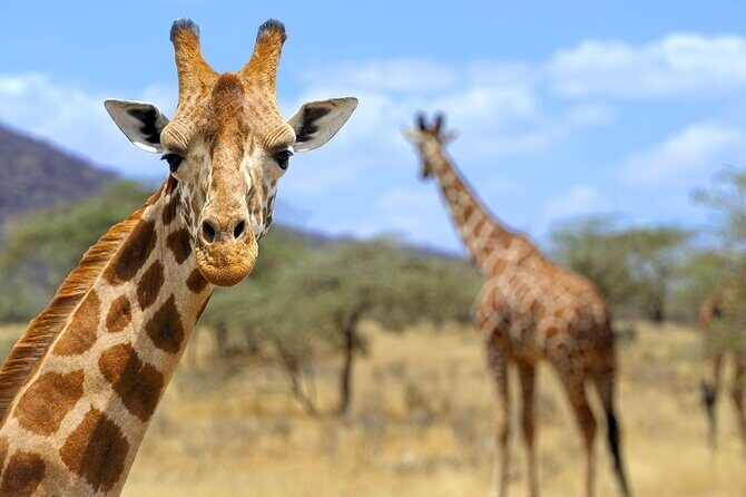 Pilanesberg Full Day Safari - Why Travelers Love This Safari