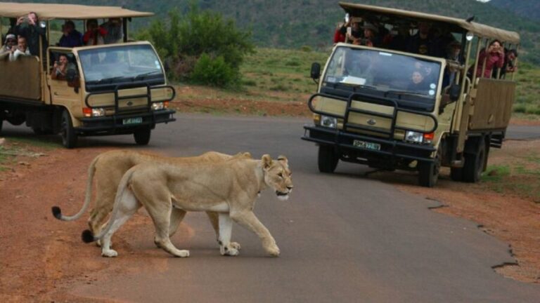 Pilanesberg Full-Day Shared Safari with Sun City Visit - Analyzing the Value