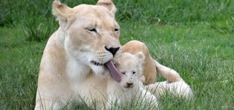 Pilanesberg Game Reserve Full Day Safari - Why This Tour Is Worth the Price