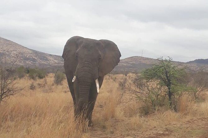 Pilanesberg Game Reserve Guided Day Tour from Johannesburg or Pretoria - FAQs