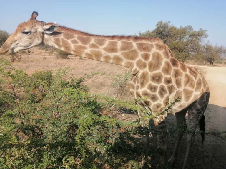 Pilanesberg Game reserve safari with pickup in Johannesburg - Analyzing the Value