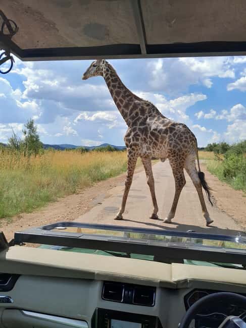 Pilanesberg National Park: 2 Day, 1 night Guided Safari - Who is This Tour Best For?