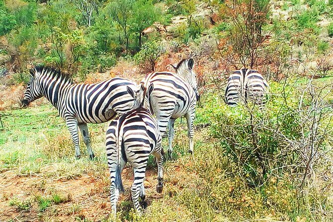 Pilanesberg national park day tour-Closed-vehicle - The Ideal Traveler for This Experience
