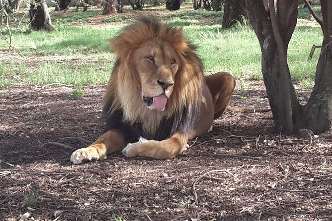 Pilanesberg National Park Safari from Johannesburg - An Introduction to the Safari Experience