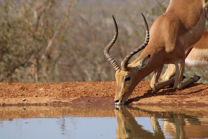 Pilanesberg National Park Safari in Open Vehicle from Johannesburg - The Value of the Tour