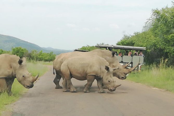 Pilanesberg Nature Reserve & Safari Park Lion Private - Final Thoughts