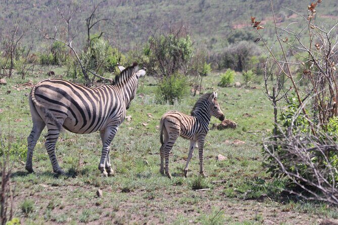 Pilanesberg Nature Reserve - Authentic Encounters and Overall Value