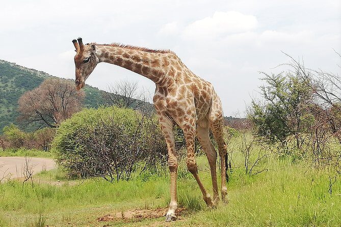 Pilanesberg Safari 3 Days 4 Star Private - What Travelers Say