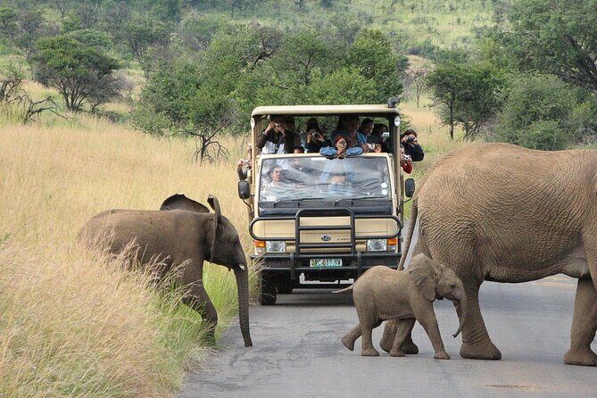 Pilanesberg Safari Open vehicle game Full Day - Insights from Travelers’ Experiences