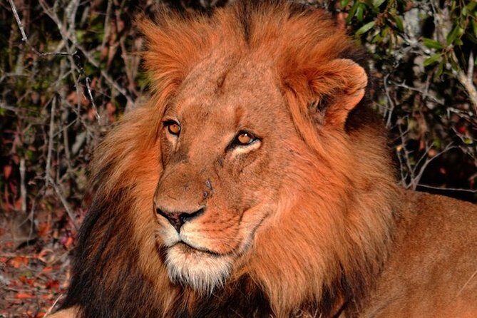 Pilanesberg Wildlife Safari - Guides and Personal Attention