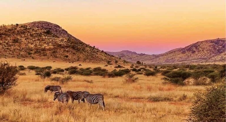 Pilanesburg National Park Tour - The Value of This Tour: A Practical Breakdown