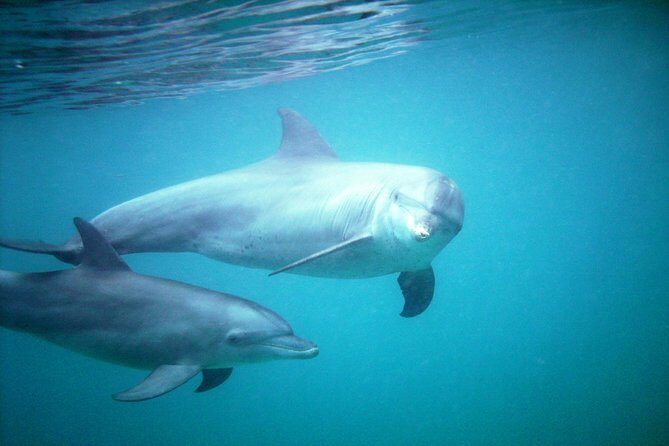 PILLI PIPA DHOW, the genuine product, snorkeling tour to Kisite Marine Park - Snorkeling at the Coral Reefs