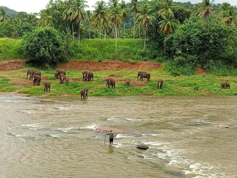 Pinnawala & Kandy Day Tour from Colombo or Negombo - Pinnawala Elephant Orphanage: Close Encounters with Giants