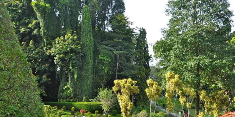 Pinnawala & Kandy Day Tour from Negombo - A Closer Look at the Itinerary