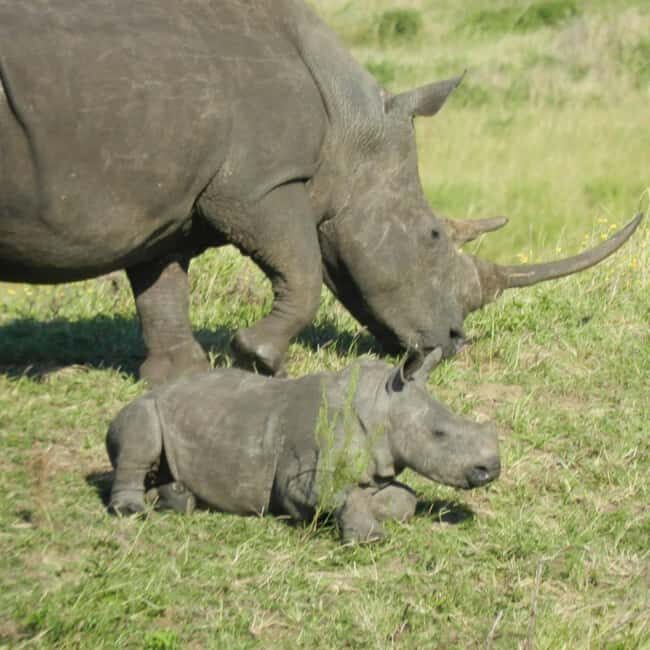 Place of Wonder: Isimangaliso Wetland Park - Safari Drives - The Practicalities & Value