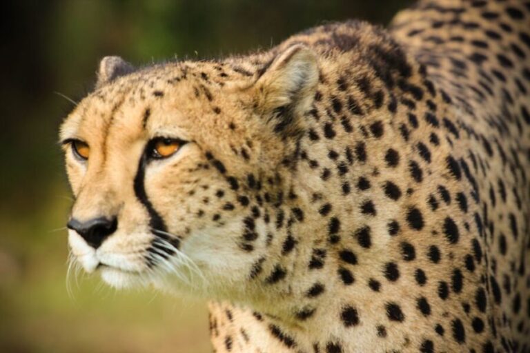 Plettenberg Bay: Cats in Conservation Full Day Tour - What to Expect from the Tour