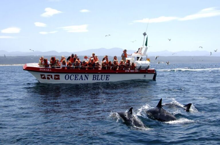 Plettenberg Bay: Dolphin and Marine Boat Tour - The Value in Perspective
