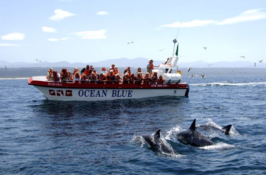 Plettenberg Bay: Dolphin and Marine Boat Tour - The Value in Perspective