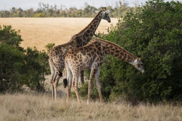 Plettenberg Bay Game Reserve: 2-Hour Game Drive - Final Thoughts: Is It Worth It?