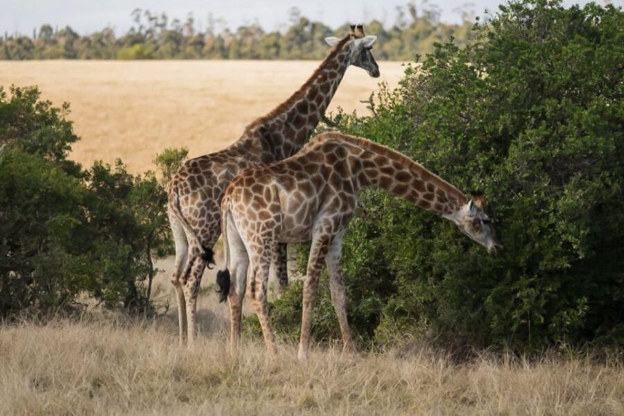 Plettenberg Bay Game Reserve: 2-Hour Game Drive
