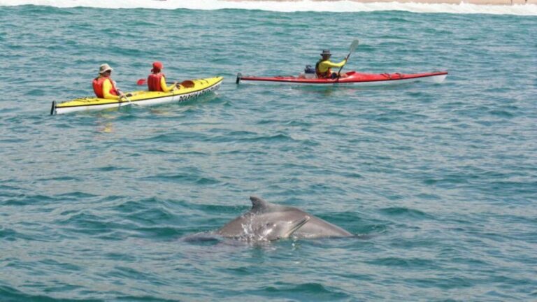 Plettenberg Bay: Guided Sea Kayak Tour - The Best Fit for You