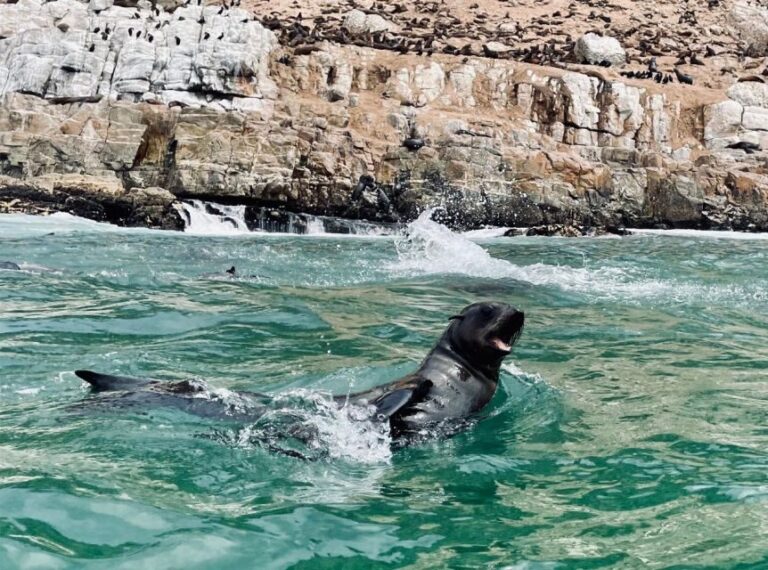 Plettenberg Bay: Seal Viewing Boat Trip - Who Will Love This Experience?