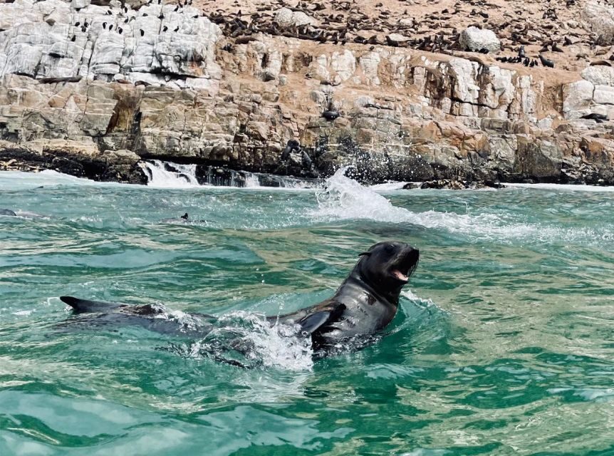 Plettenberg Bay: Seal Viewing Boat Trip - Who Will Love This Experience?