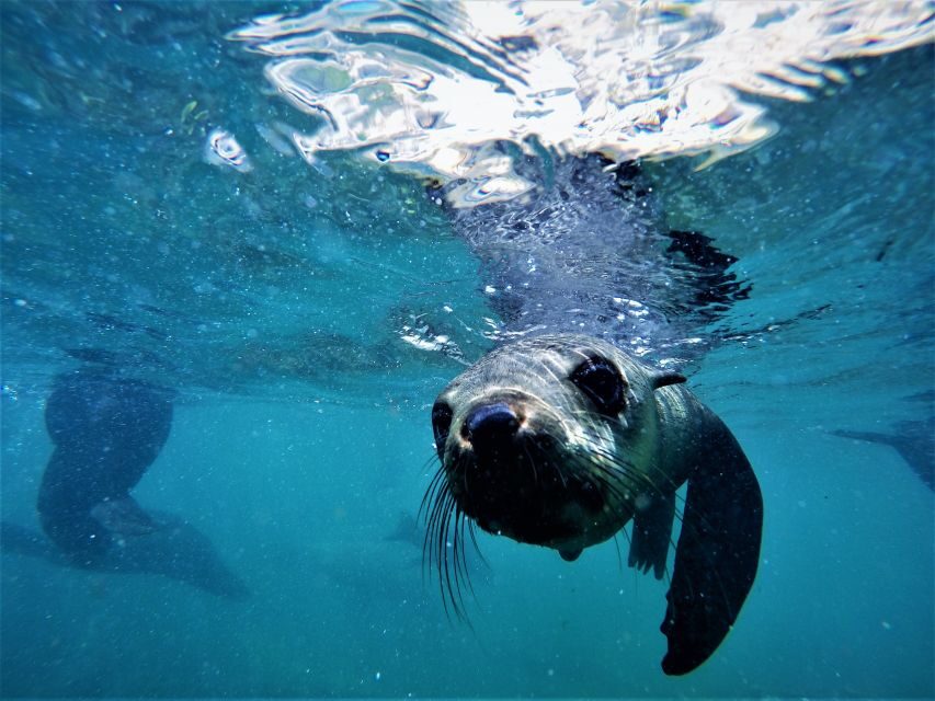 Plettenberg Bay: Swim with Seals