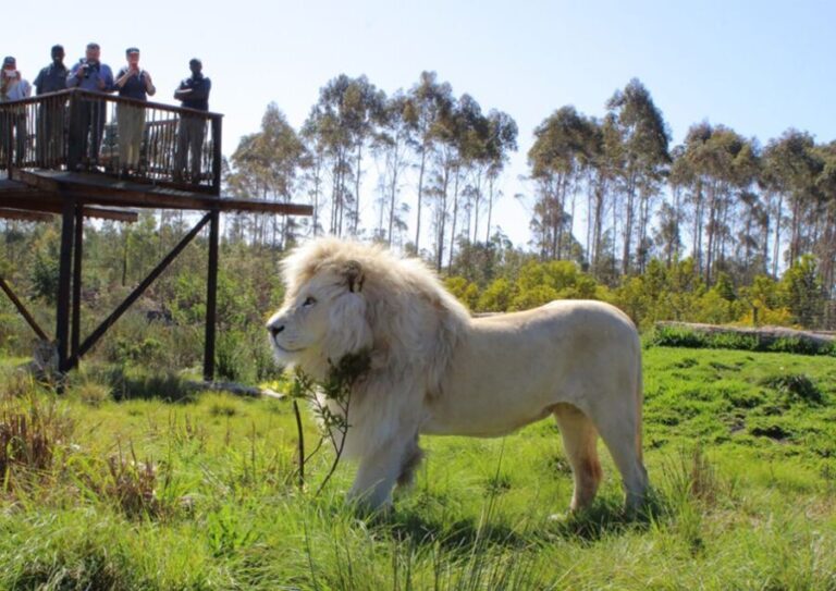 Plettenberg Bay: Wild Cat and Wildlife Guided Tour - Practical Details and Tips