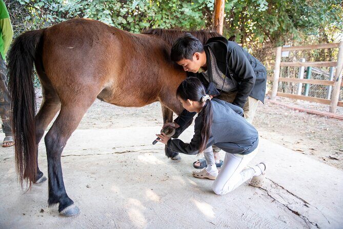 Pony Riding in Luang Prabang - What to Expect: A Step-by-Step Overview