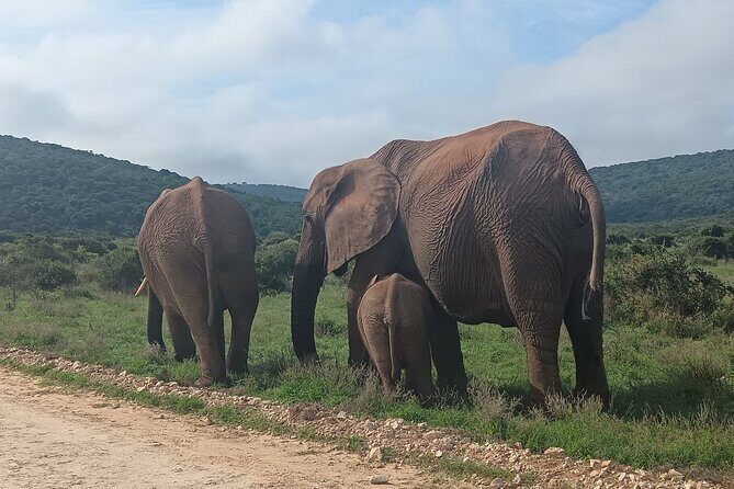 Port Elizabeth Addo Elephant National Park All Inclusive Safari - Why This Safari is Worth Considering