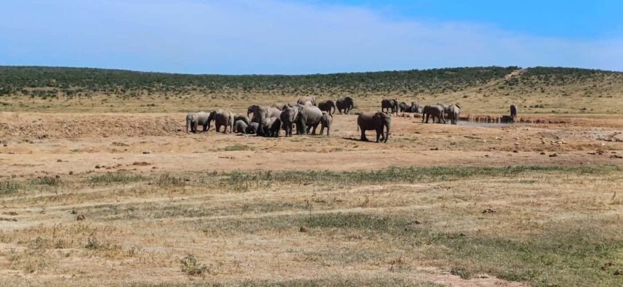 Port Elizabeth: Addo Elephant National Park Safari Tour - What to Expect During the Safari