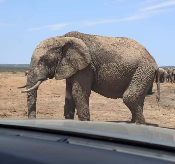 Port Elizabeth Addo elephant national park tour - The Practicalities and Value