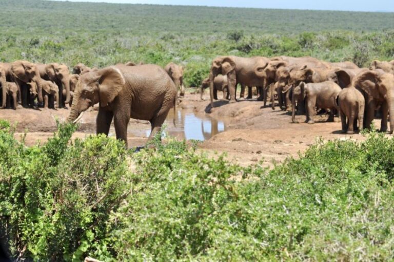 Port Elizabeth: Addo Elephant Park Full-Day Safari - How the Day Unfolds