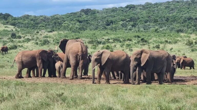 Port Elizabeth: Addo Park Safari with Giraffe Walk and Lunch - A Closer Look at the Experience