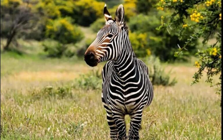 Port Elizabeth : Full-Day Addo Elephant Park Wildlife Tour - The Value of This Experience