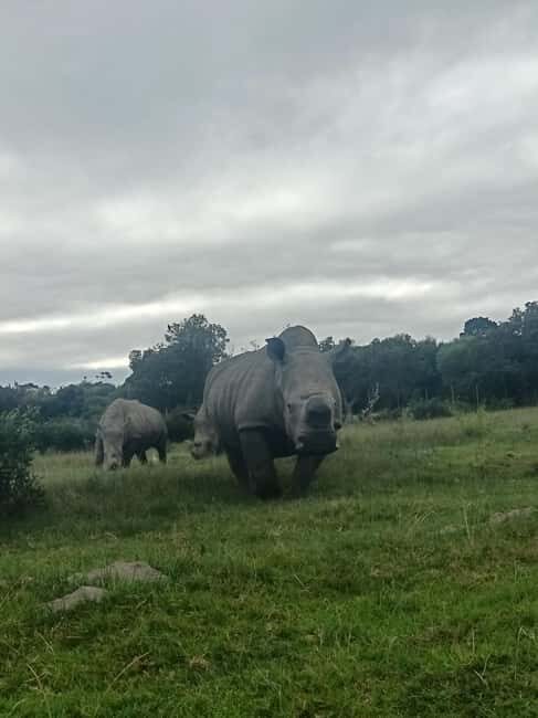 Port Elizabeth: Kragga Kamma Game Park Guided Tour - Who Should Consider This Tour?