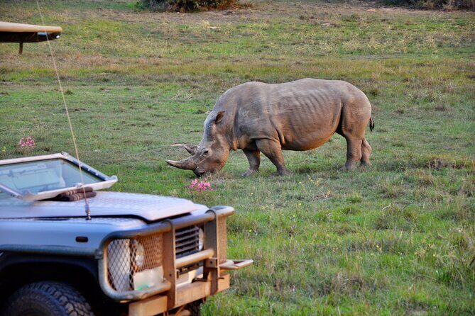 Port Elizabeth Safari and City Tour from Gqeberha - Authentic Traveler Insights