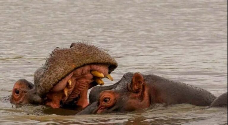 Port Elizabeth: Schotia Safaris Game Reserve Safari - Who Will Love This Safari?