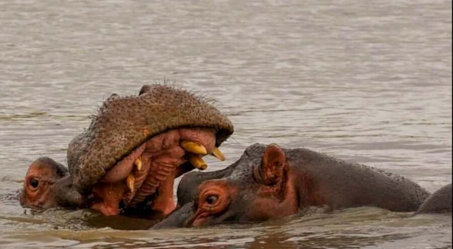 Port Elizabeth: Schotia Safaris Game Reserve Safari