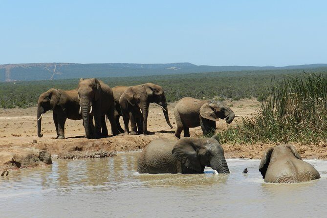 Port Elizabeth Shore Excursion: Addo Elephant Full Day Safari &"Braai"Lunch(BBQ) - The Sum Up