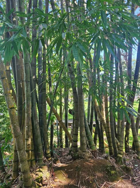 Port Louis: Mont Choisy, Botanical Garden, and Church Tour - The Sum Up