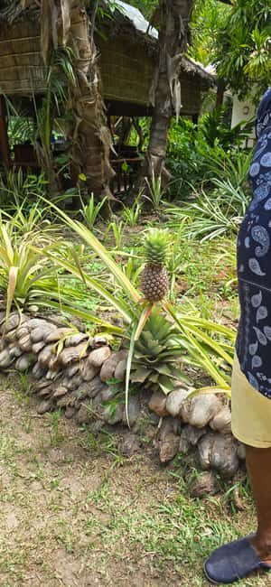 Praslin:DayTour ValleDeMai,CoteD'orMuseum & AnseLazio - What We Think About the Price and Overall Value