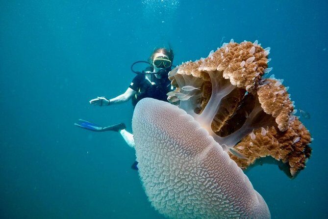 Premium Guided Scuba Diving Day Trip for Certified Divers - Final Thoughts