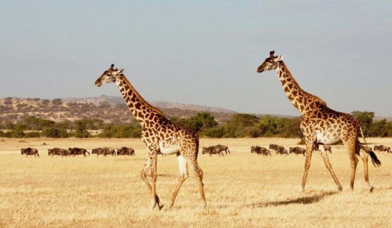 Premium Luxury Tanzania Safari Experience: Explore in 4 Days - What’s Included and What’s Not